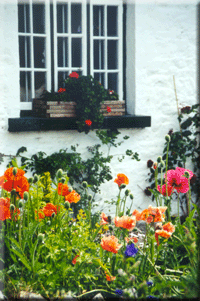 Adare Flowers