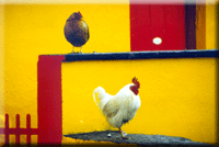 Aran Chickens