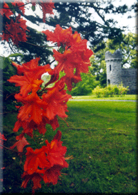 Orange Rhododendrons at Ashford Castle