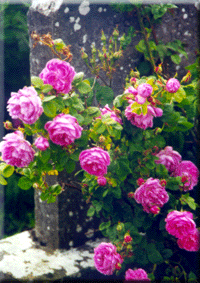 Penny's Reneissance Roses