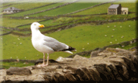 Jeff's Seagull