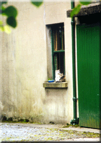 Grace O'Malley's Guard Cats
